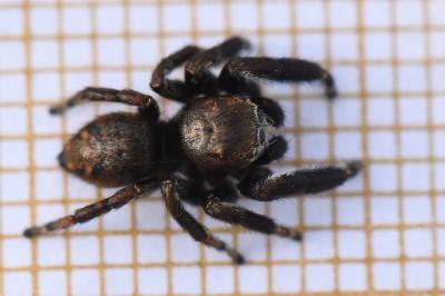 <i>Evarcha arcuata</i>