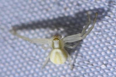 Misumène variable