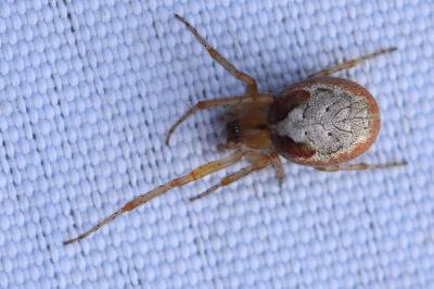 <i>Zygiella atrica</i>