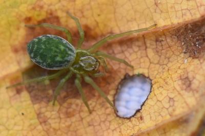 Nigma walckenaeri