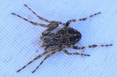 <i>Larinioides sclopetarius</i>