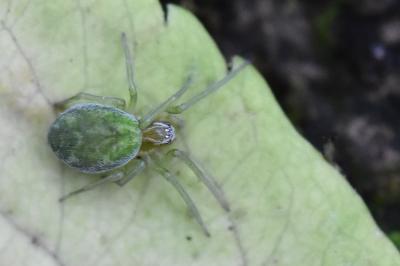 <i>Nigma walckenaeri</i>