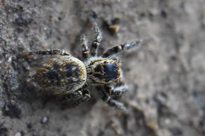<i>Carrhotus xanthogramma</i>