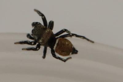 <i>Heliophanus kochii</i>