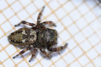 <i>Dendryphantes rudis</i>