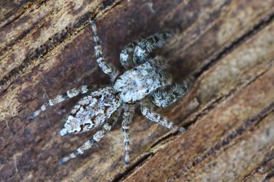 <i>Marpissa muscosa</i>