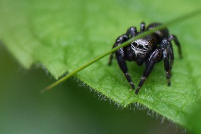 <i>Evarcha arcuata</i>