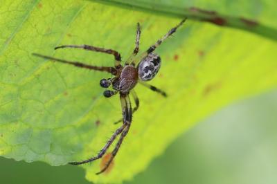 Larinioides cornutus