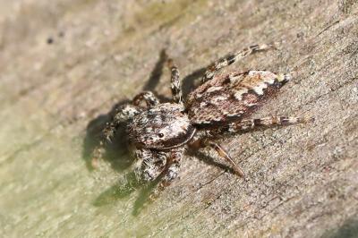 <i>Marpissa muscosa</i>