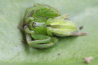 <i>Micrommata ligurina</i>