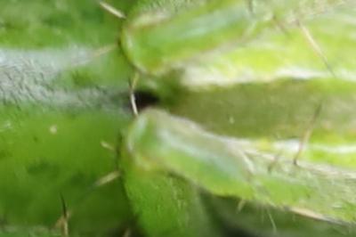<i>Micrommata ligurina</i>