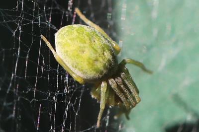 <i>Nigma walckenaeri</i>