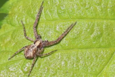 <i>Philodromus</i>