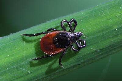 Ixodes ricinus