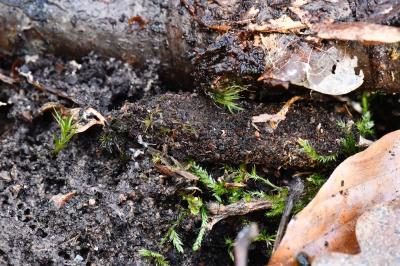 <i>Atypus</i>