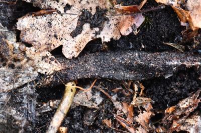 <i>Atypus</i>