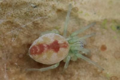 Dictyne fille