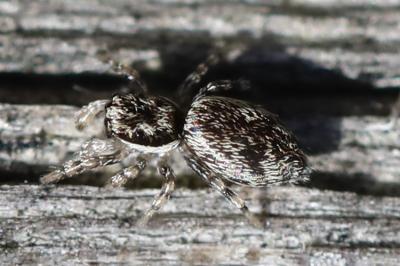 <i>Salticus</i>