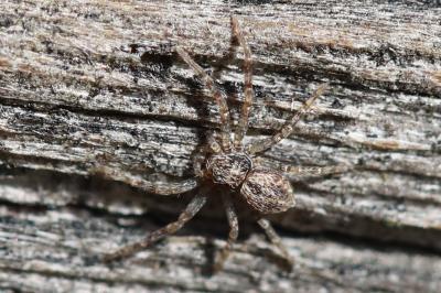 <i>Philodromus</i>