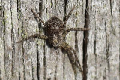 <i>Philodromus</i>