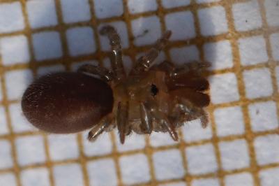 <i>Atypus</i>