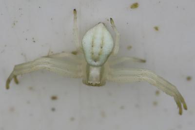 Misumène variable