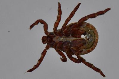 <i>Dermacentor reticulatus</i>