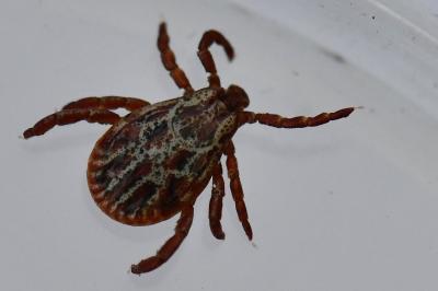 <i>Dermacentor reticulatus</i>