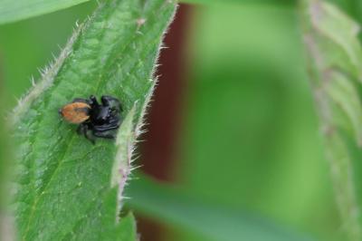 <i>Carrhotus xanthogramma</i>