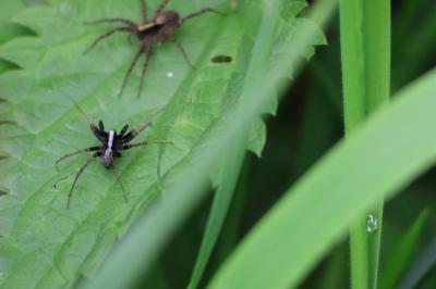 <i>Pardosa</i>