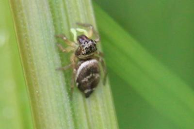 <i>Heliophanus tribulosus</i>