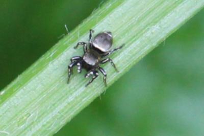 <i>Heliophanus</i>