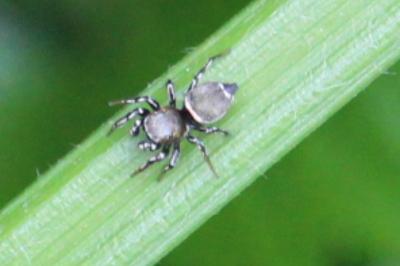 <i>Heliophanus</i>