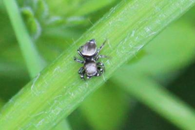 <i>Heliophanus</i>