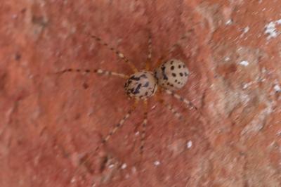 Araignée cracheuse
