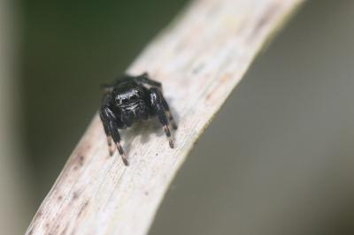<i>Evarcha arcuata</i>