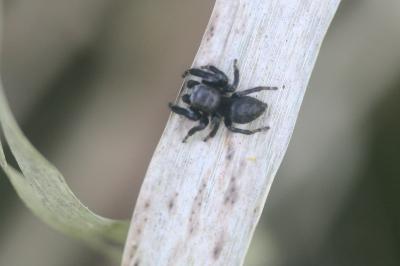 <i>Evarcha arcuata</i>