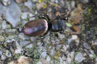 <i>Heliophanus auratus</i>