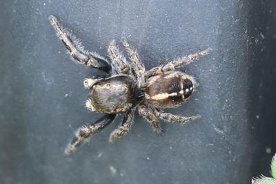 Pellenes tripunctatus