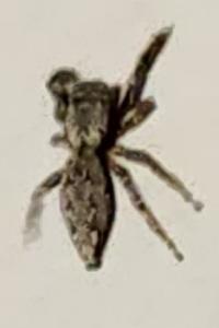 <i>Marpissa muscosa</i>