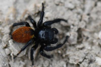<i>Carrhotus xanthogramma</i>