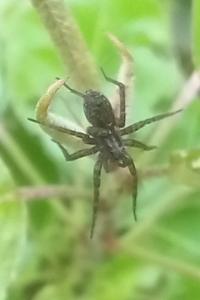 <i>Pardosa</i>