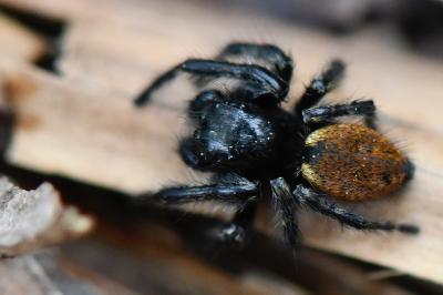 <i>Carrhotus xanthogramma</i>