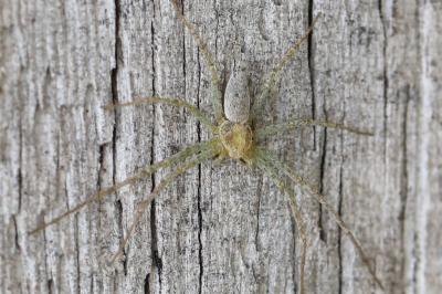 <i>Philodromus</i>