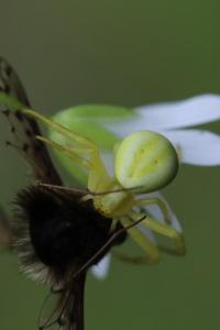 Misumène variable