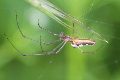 <i>Tetragnatha</i>