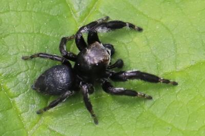 <i>Evarcha arcuata</i>