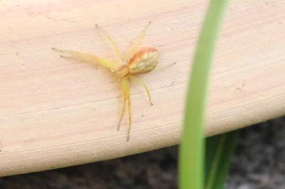 <i>Philodromus</i>