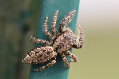 Marpissa muscosa