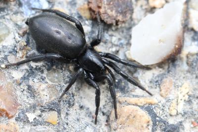<i>Zelotes</i>